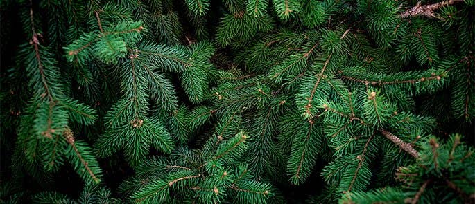 Christmas tree branches