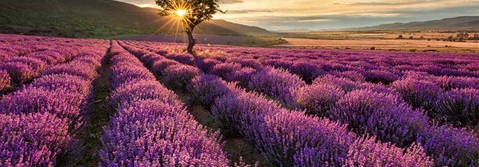 calming meadow